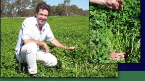 broad acre pasture varieties Australia
